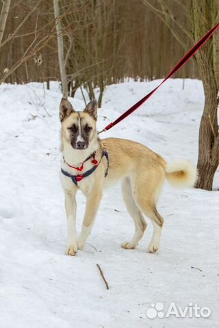 Маленькая собака в добрые руки