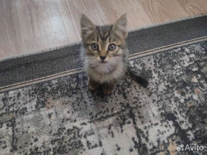 Отдам котят