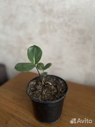 Замиокулькас