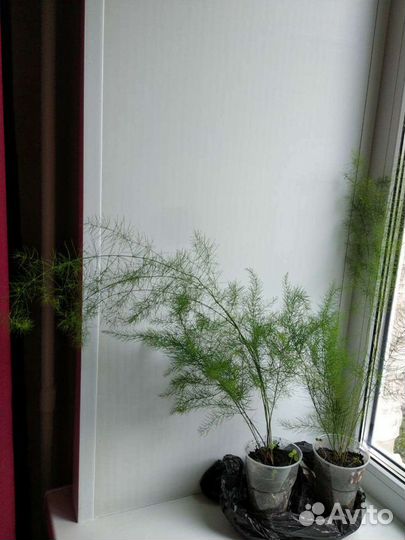 Рассада спаржи