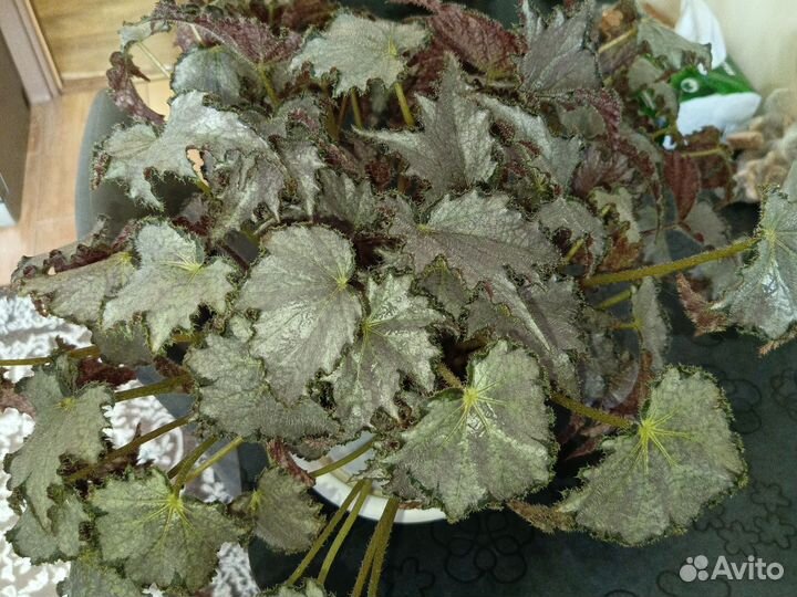 Бегония сорт Перл де Париж