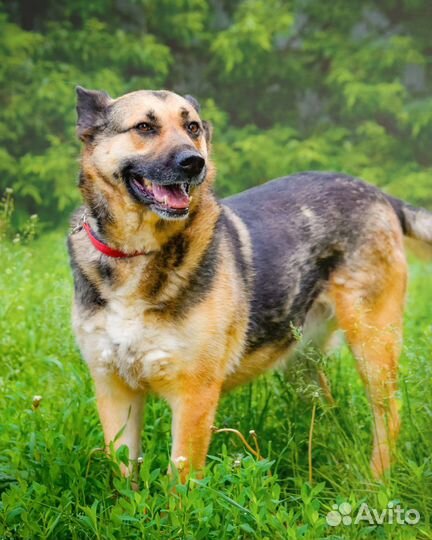 Шикарная собака для загородного дома