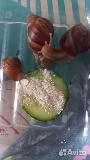 Улитки ахатины