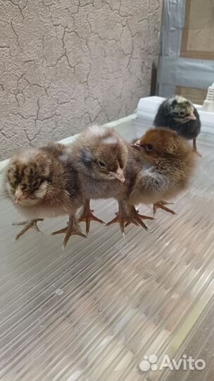 Цыплятки