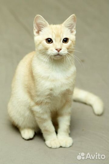 Рыжий котенок в добрые руки