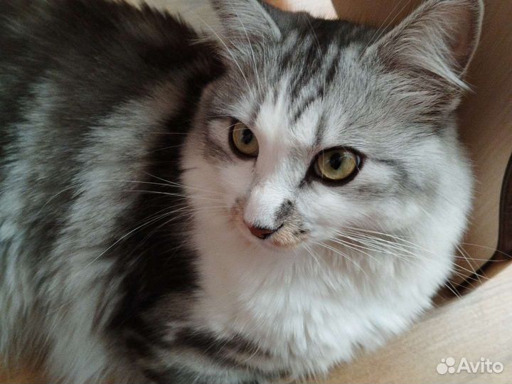 Кот для вязки, сибирский 1 годик