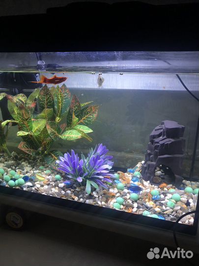 Аквариум с рыбками