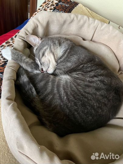 Отдам в добрые руки