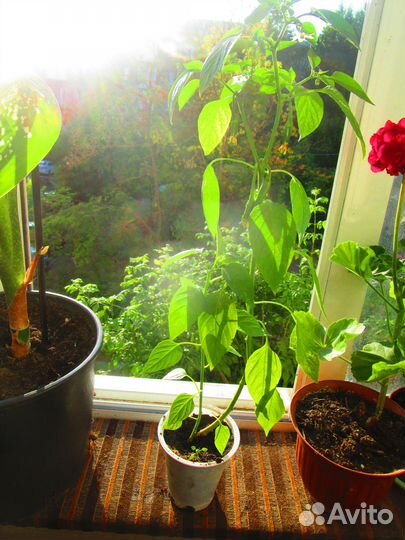 Рассада горького перца в отдельных горшках