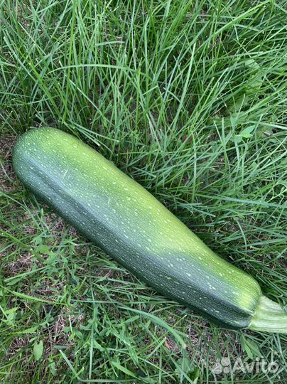 Цуккини и кабачки