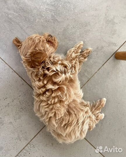 Мальтипу f1 micro mini N1 Russia premium мишки