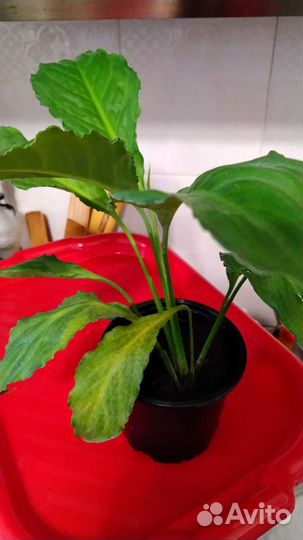 Цветок Спатифиллум,комнатные цветы