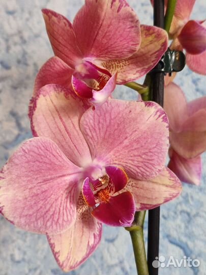 Орхидея фаленопсис Пират Пикоти