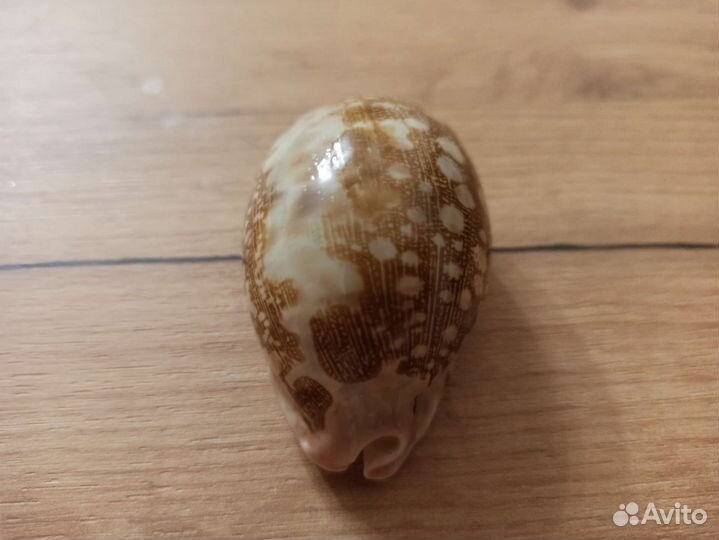 Морская раковина