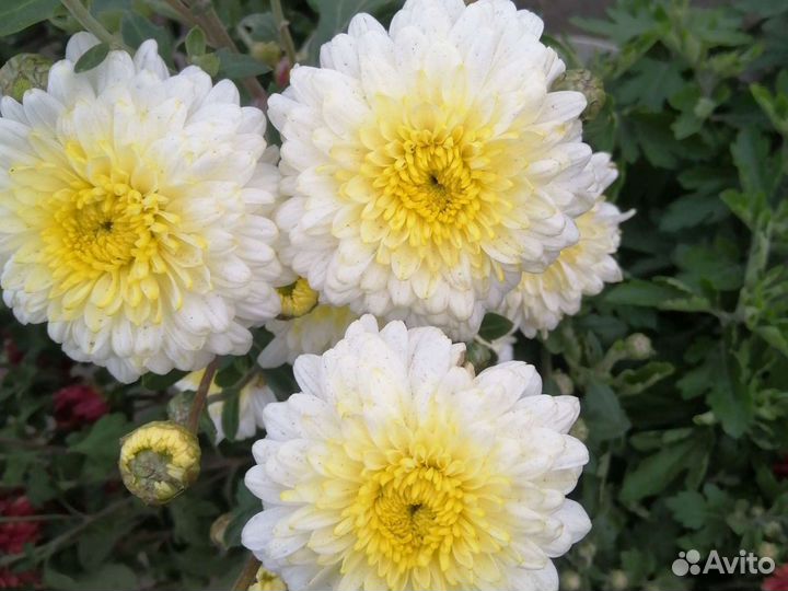 Хризантемы