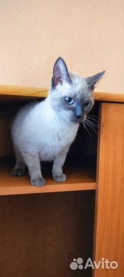 Кошечка аля - Тайская очень мелкая