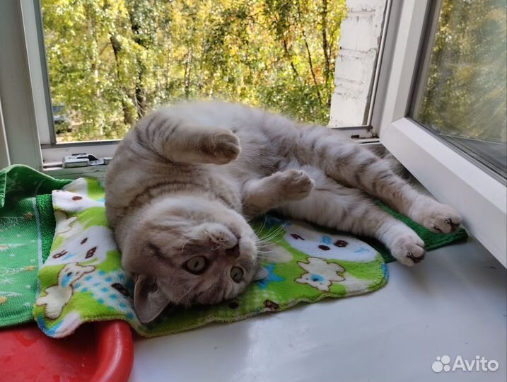 Шотландский кот вязка(Скоттиш -Страйт)