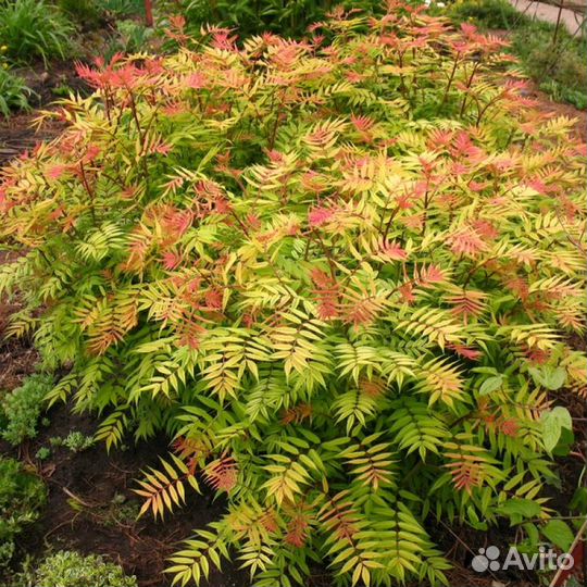 Растения для сада