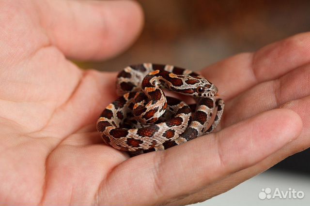 маленький маисовый полоз. маисовый полоз. змеи маисовый полоз. змея маисовый полоз. маленький маисовый полоз.