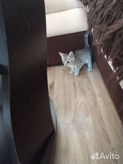 Отдам котят