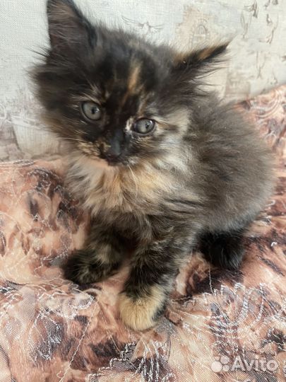 Кошка,котята пушистые,трехцветные