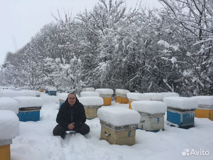 Натуральный Мёд с собственной пасеки