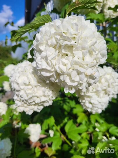 Калина бульденеж