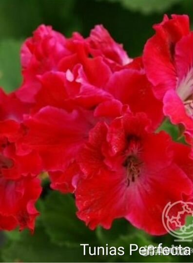 Сортовые королевские пеларгонии