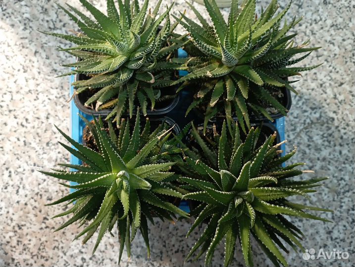 Суккуленты