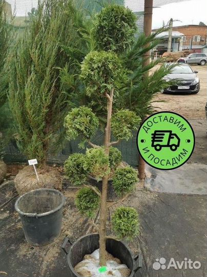 Туя Колумна Формированная