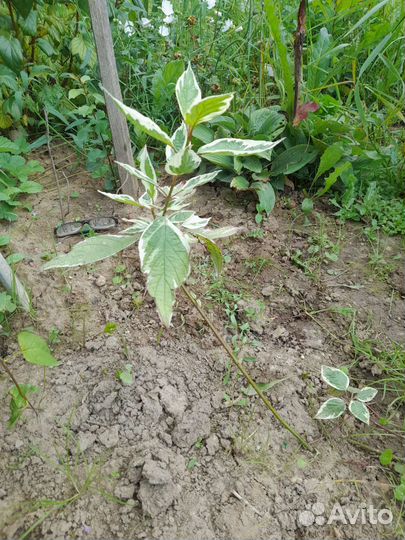 Дерен пестролистный, саженец