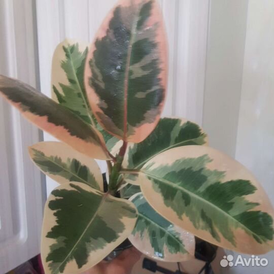 Фикус тинеке,керли,сафари