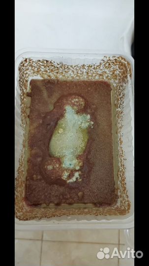 Живые корма Трубочник Изя Аулофорус