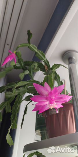 Декабристы