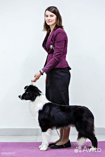 Вязка Бордер колли