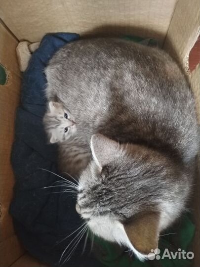 Котенок девочка в добрые руки