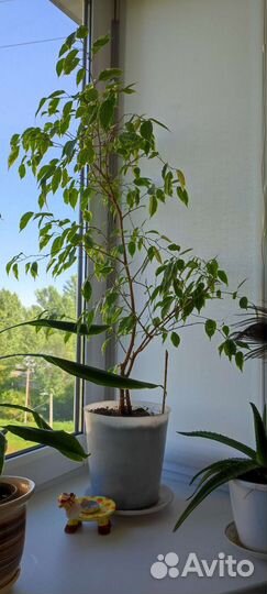 Комнатные цветы