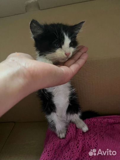 Отдам котят