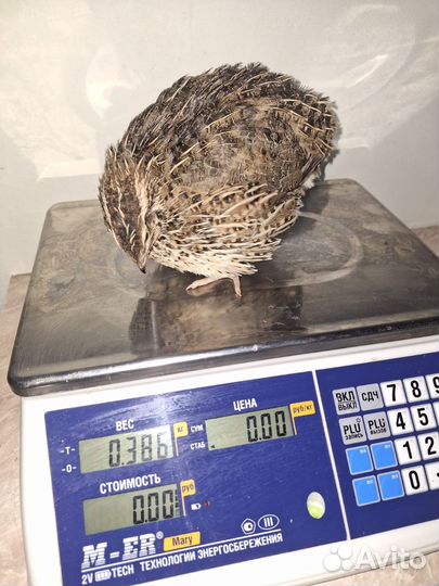 Мясо перепелки, клетки