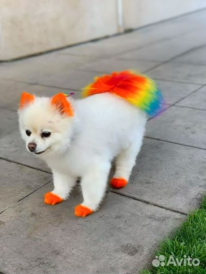 Креативные стрижки и окрашивание собак премиум