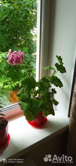 Герань пеларгония, мирт