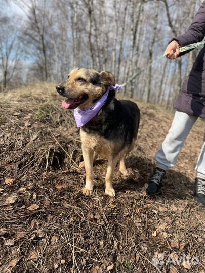 Спокойная небольшая собака в добрые руки