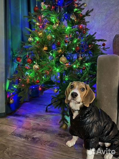 Комбинезон зимний для собак