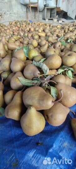 Продам грушу