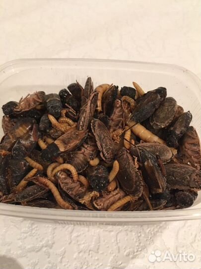 Смесь из насекомых