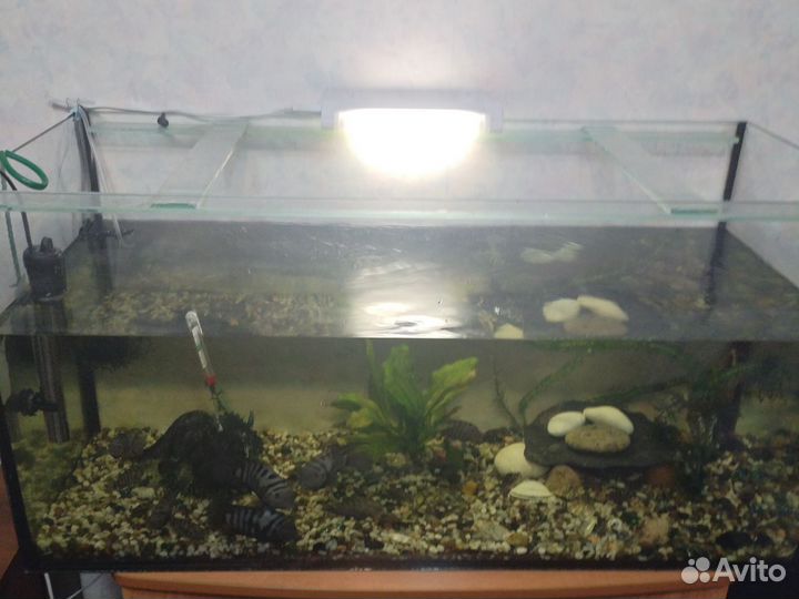 Аквариум