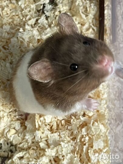 Сирийский хомяк. Крупная (253г) трёхцветная дама