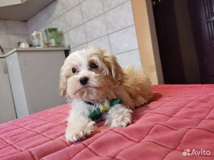 Кремовый мини мальтипу