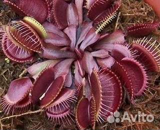 Семена мухоловки MIX RED красных сортов, 3 шт