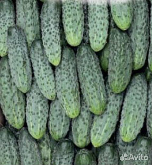 Семена Огурцов Спринт F 1